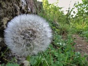 17 Fiore di Tarassacum officinale (Tarassaco comune) in fruttescenza 